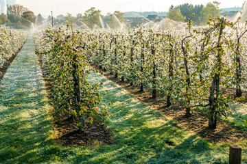 Layer of protective ice covering fruit trees © abasler