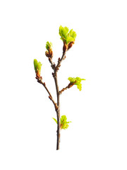 Early spring. Awakening of a new life. Branch of small young oak isolated on the white background....
