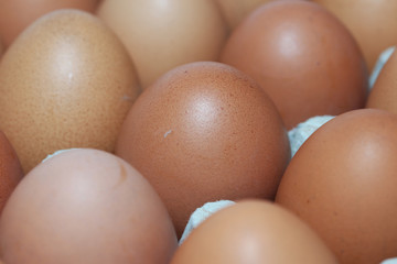 Chicken’s egg put perspective lined in the paper egg tray. Many reddish yellow egg row up on the paper egg tray.