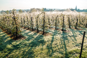 Obraz premium Layer of protective ice covering fruit trees