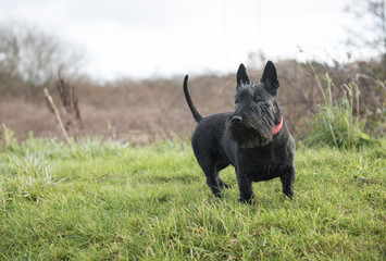 Cute black Scottish Terrier dog on green grass, taken with copy space 