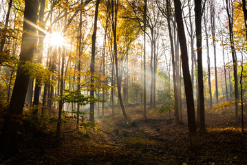 Sunburst in Forest