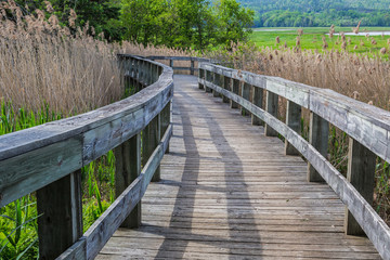 Elevated boardwalk through the marsh at the dykes in Nova Scotia's Annapolis Valley.
