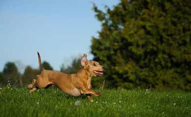 Miniature Dacshshund dog running through green field