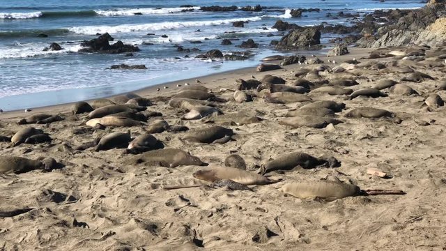 4K HD Video of many Elephant Seals, adults and pups on a beach in California. Elephant seals take their name from the large proboscis of the adult male (bull), which resembles an elephant's trunk.