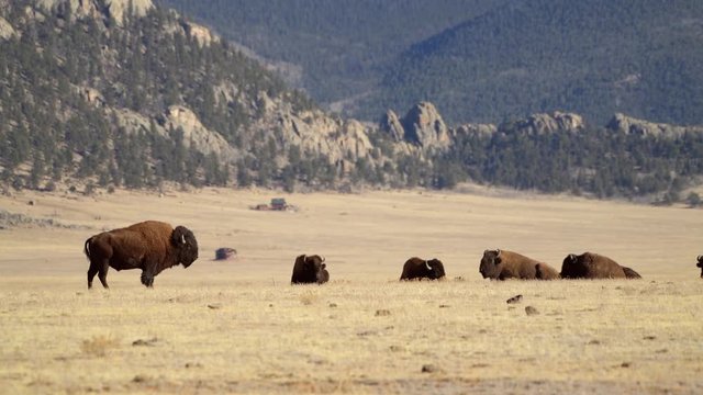 Grassland Bison Herd in Central Colorado State. United States of America