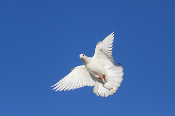 white dove on blue sky