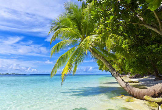 Sch&ouml;ner Maledivenstrand mit Palmen