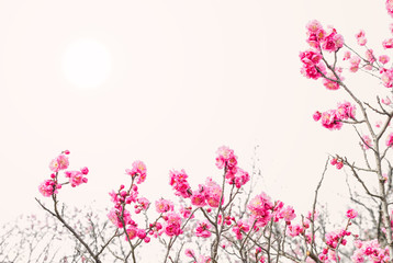 Plakat Plum Blossom in early spring. Located in Plum Blossom Hill, Nanjing, Jiangsu, China.