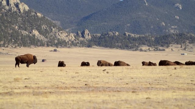American Buffalo Herd in the Colorado, Colorado Bison Herd on the Grassland  