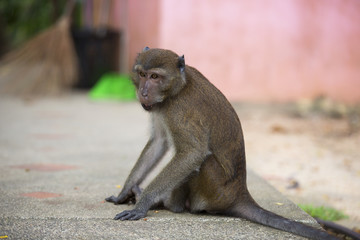 Monkeys of Monkey Hill Thailand 3 