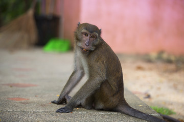 Monkeys of Monkey Hill Thailand 3 