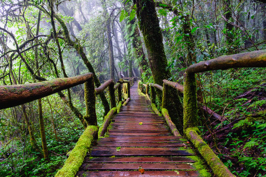 Fototapeta trail bridge walking way at Nation park in mountain evergreen forest