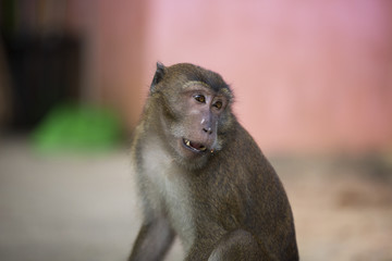 Monkeys of Monkey Hill Thailand 3 
