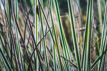 Obraz premium Natural background. Colorful grass on the top of the full-frame.