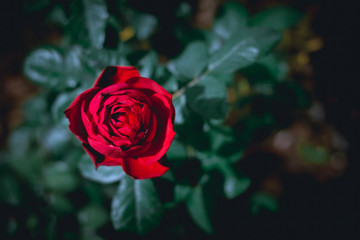 Red rose dark tones soft focus with blur background, top view