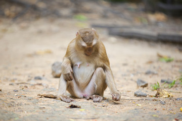 Monkeys of Monkey Hill Thailand 3 