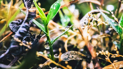 Natural background. Dew drops on the grass