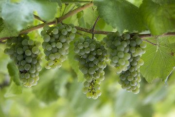 Uvas verdes brancas, fruta da época.