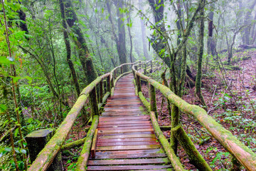 trail bridge walking way at Nation park in mountain evergreen forest