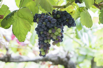 Uvas tintas para produção de vinho de qualidade.