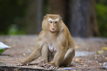 Monkeys of Monkey Hill Thailand 3 