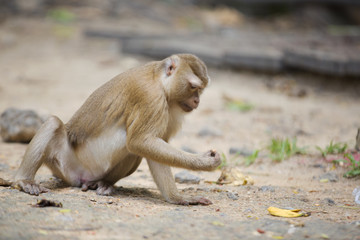 Monkeys of Monkey Hill Thailand 3 