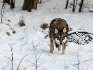 Gray wolf, Canis lupus, standing looking towards camera, in a snowy winter forest.