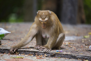 Monkeys of Monkey Hill Thailand 3 