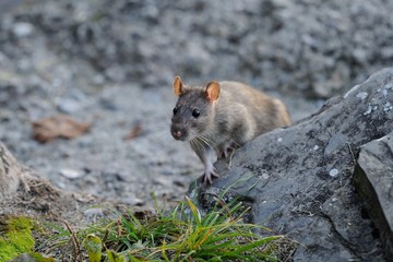 gray rat the carrier of diseases by cities and villages,a dangerous mouse transmissible infections