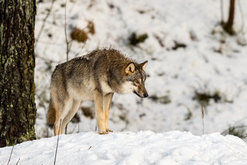 Gray wolf, Canis lupus, standing with its head low, in a snowy winter forest.