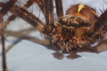 Cross spider visiting house