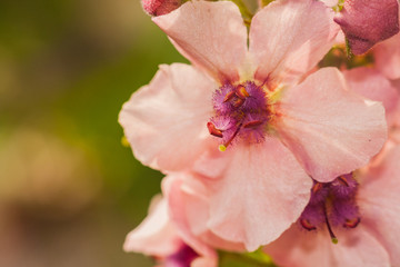 Pink flowers with purple centre