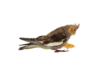 Corella parrot with wheat grains isolated on white background