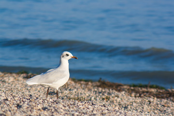 Black-headed gull on coast of lake garda