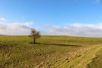 Single Tree on Hill