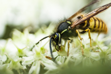 Macro of a wasp on a flower