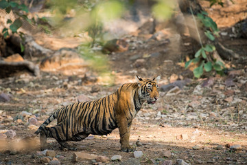 A tiger cub from Ranthambore National Park, India