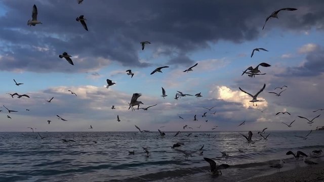 Slow motion with hundreds of seagull at the seaside, flying against beautiful cloudy sky background