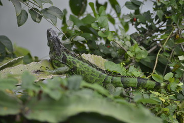 iguana tilcampo