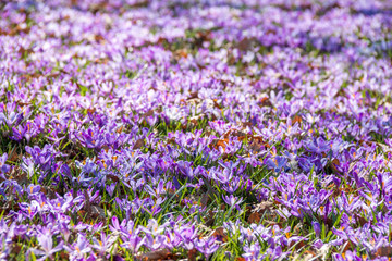 Naklejka premium Beautiful lawn with crocuses. Warm sunny day.