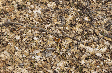 A Butterfly On A Bed Of Oak Leaves
