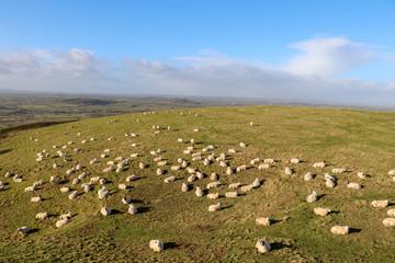 View of Sheep