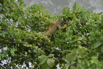 iguana