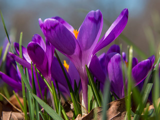 Fototapeta premium Close-up of purple crocus flowers