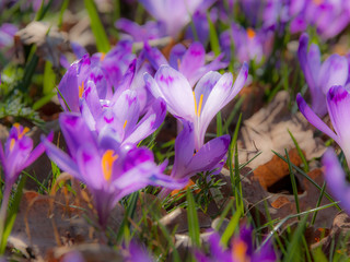 beautiful purple crocus flowers