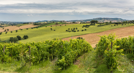 Fototapeta na wymiar rural summer landscape with sunflower fields, vineyards and olive fields near Porto Recanati in the Marche region, Italy