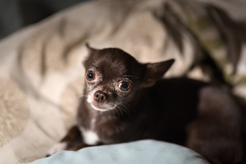 cute chiwawa dog on pillows