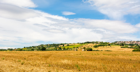 rural summer landscape with sunflower fields and olive fields near Porto Recanati in the Marche...