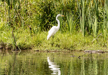 Egret on the pond